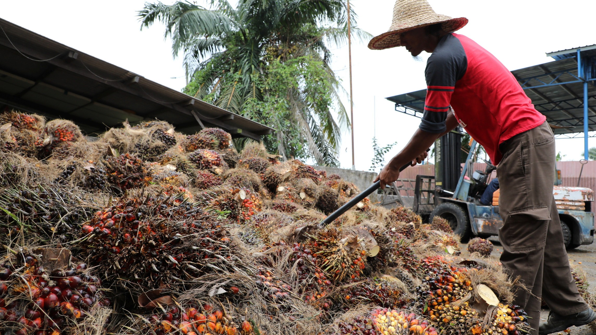 EU parliament backs further delay on deforestation rules