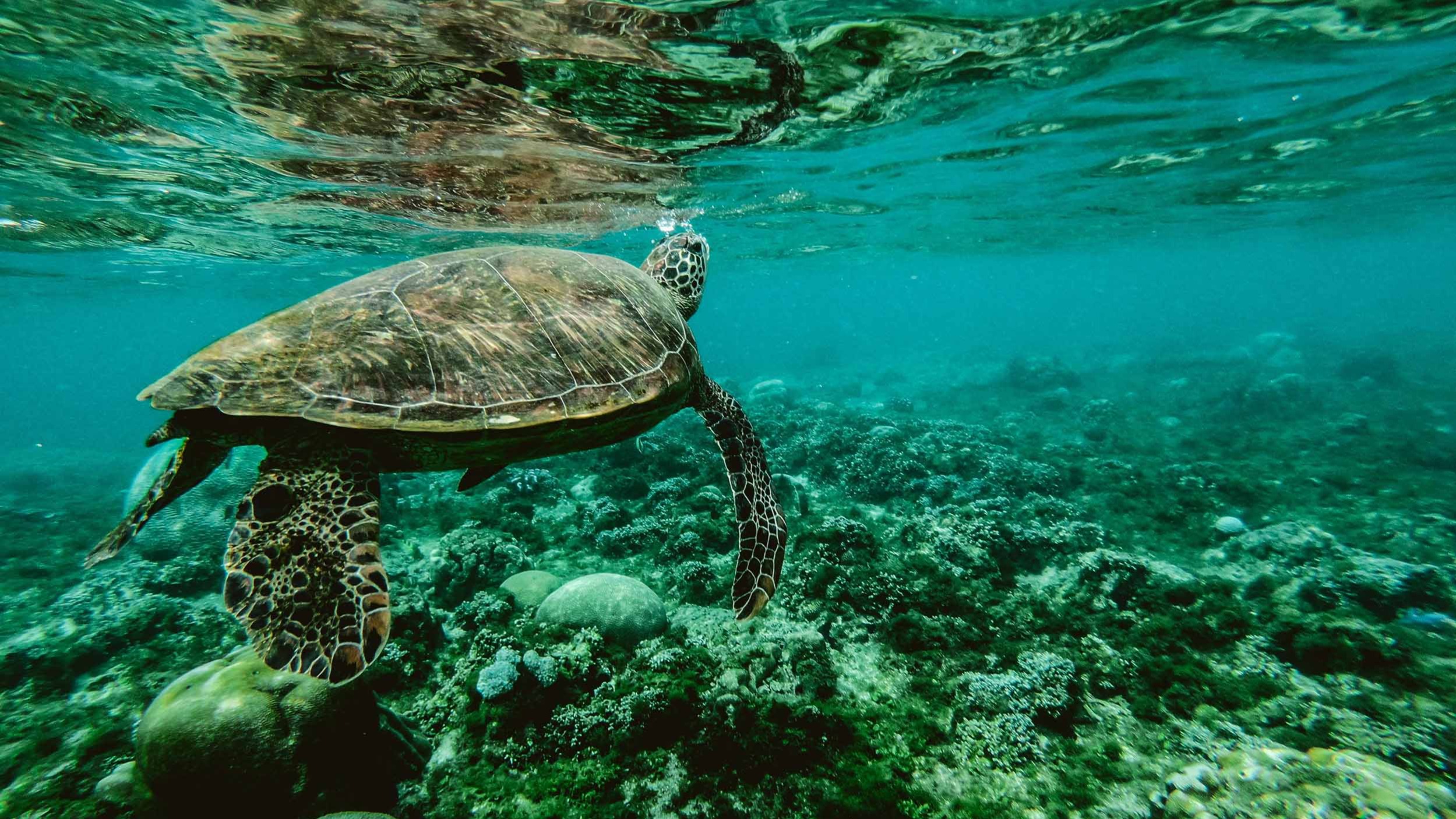 Decline of ocean health presents financial risks, warns rating agency – Sustainable Views