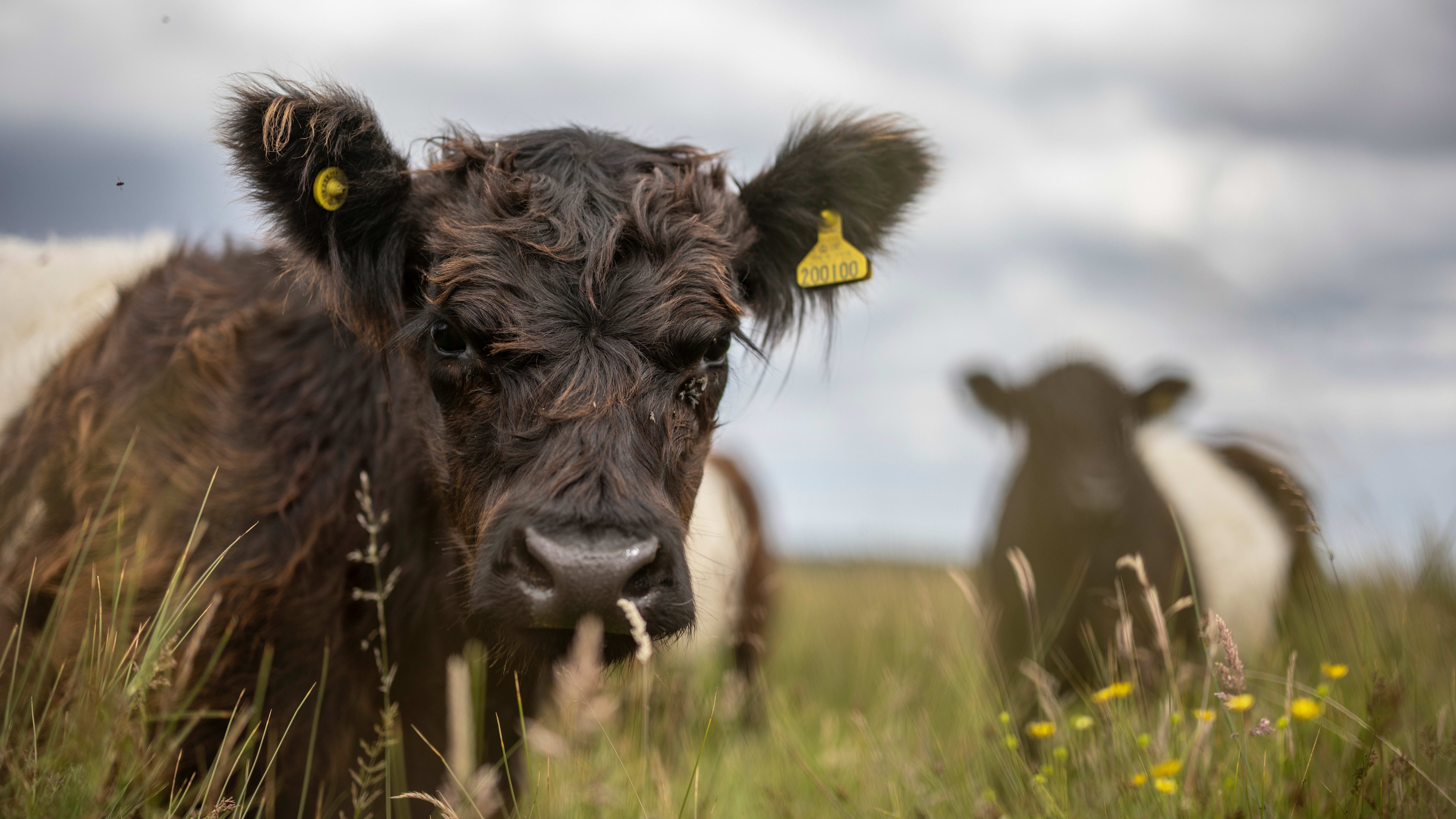 UK increases scrutiny of corporate regenerative agriculture claims