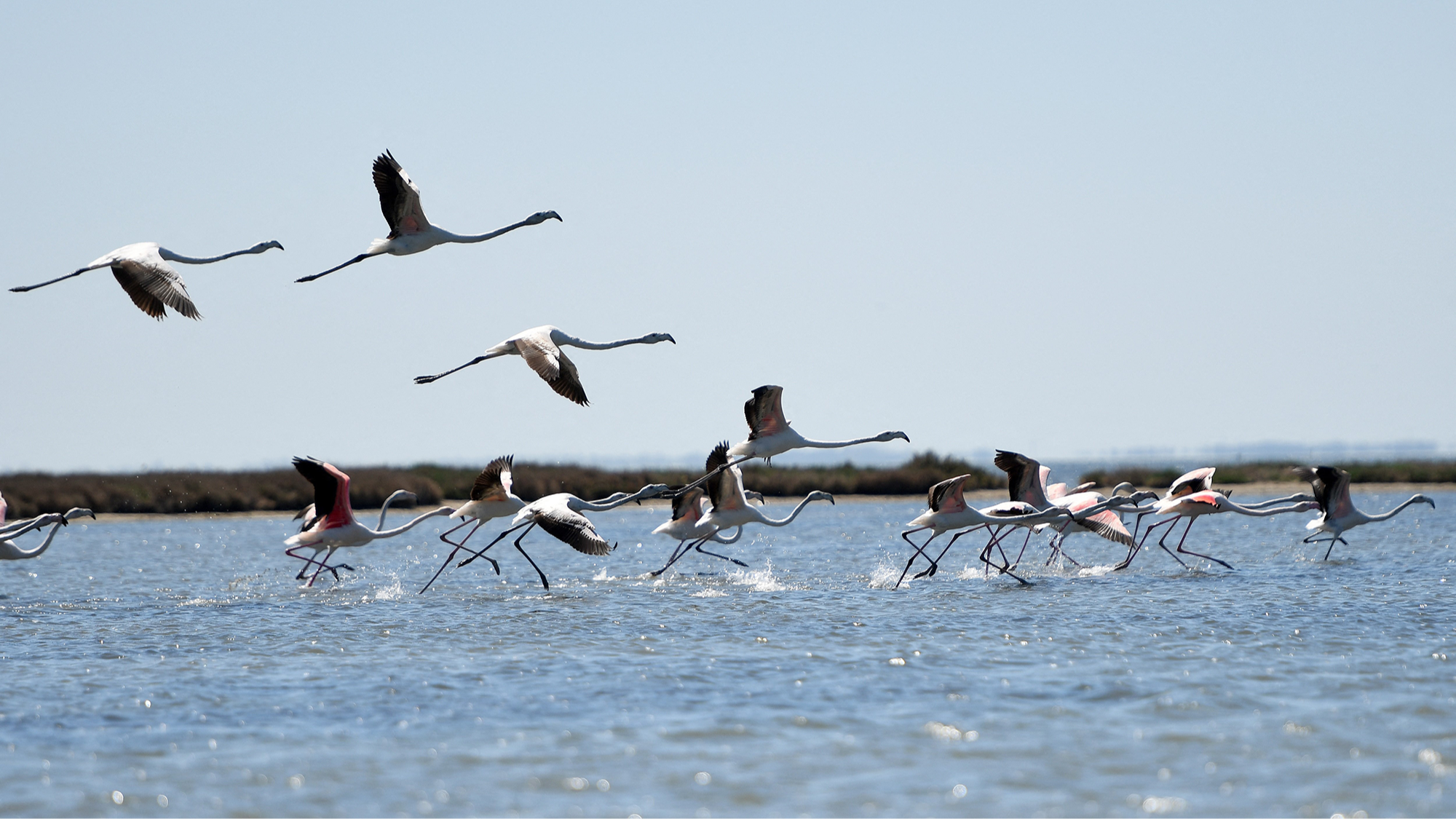 Flamingos fly over the Narta Lagoon, near the city of Vlora in the south of Albania