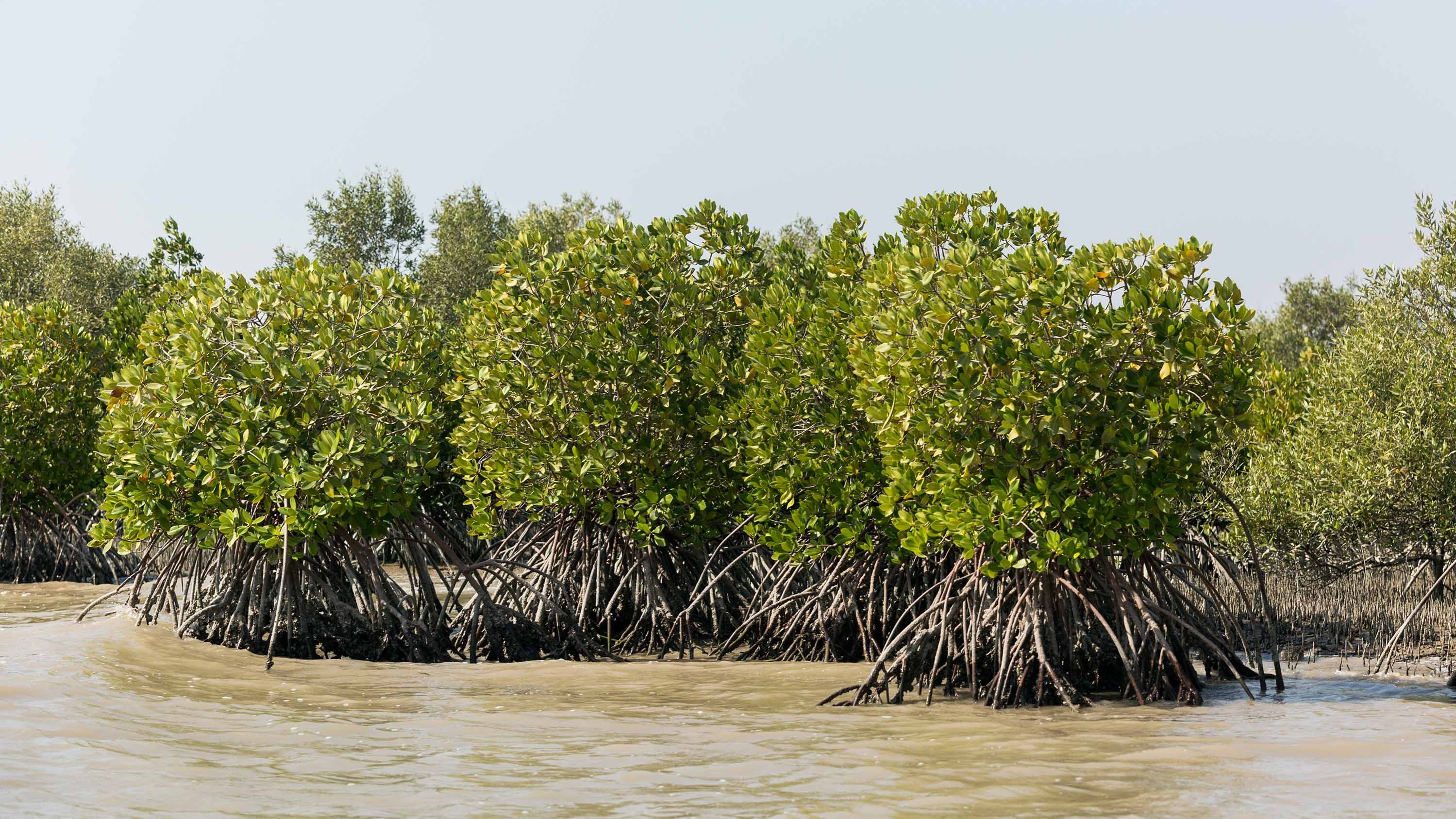 Nature’s premiums are hiding in plain sight