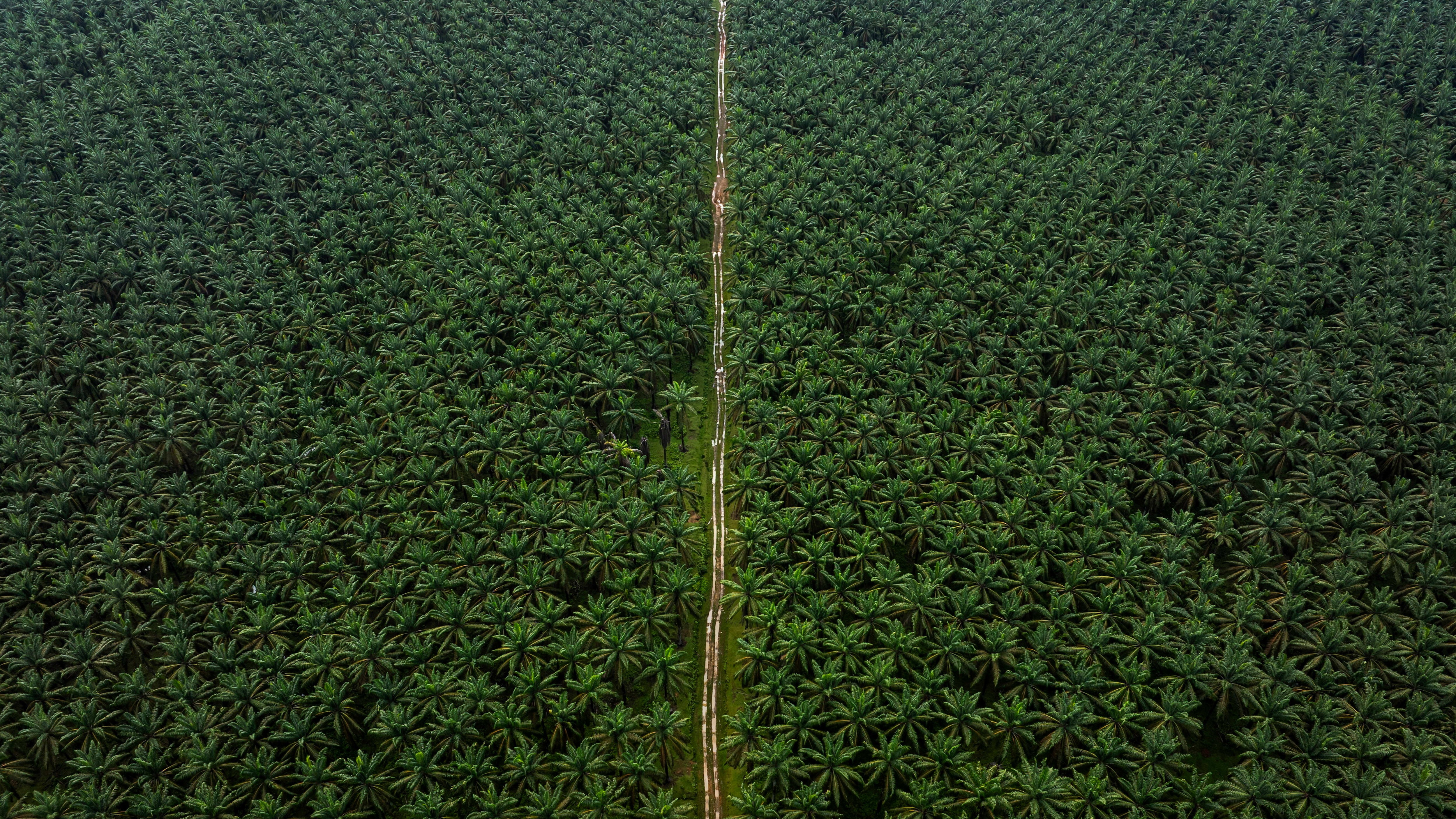 AEP Plantations boosted by latest acquisition