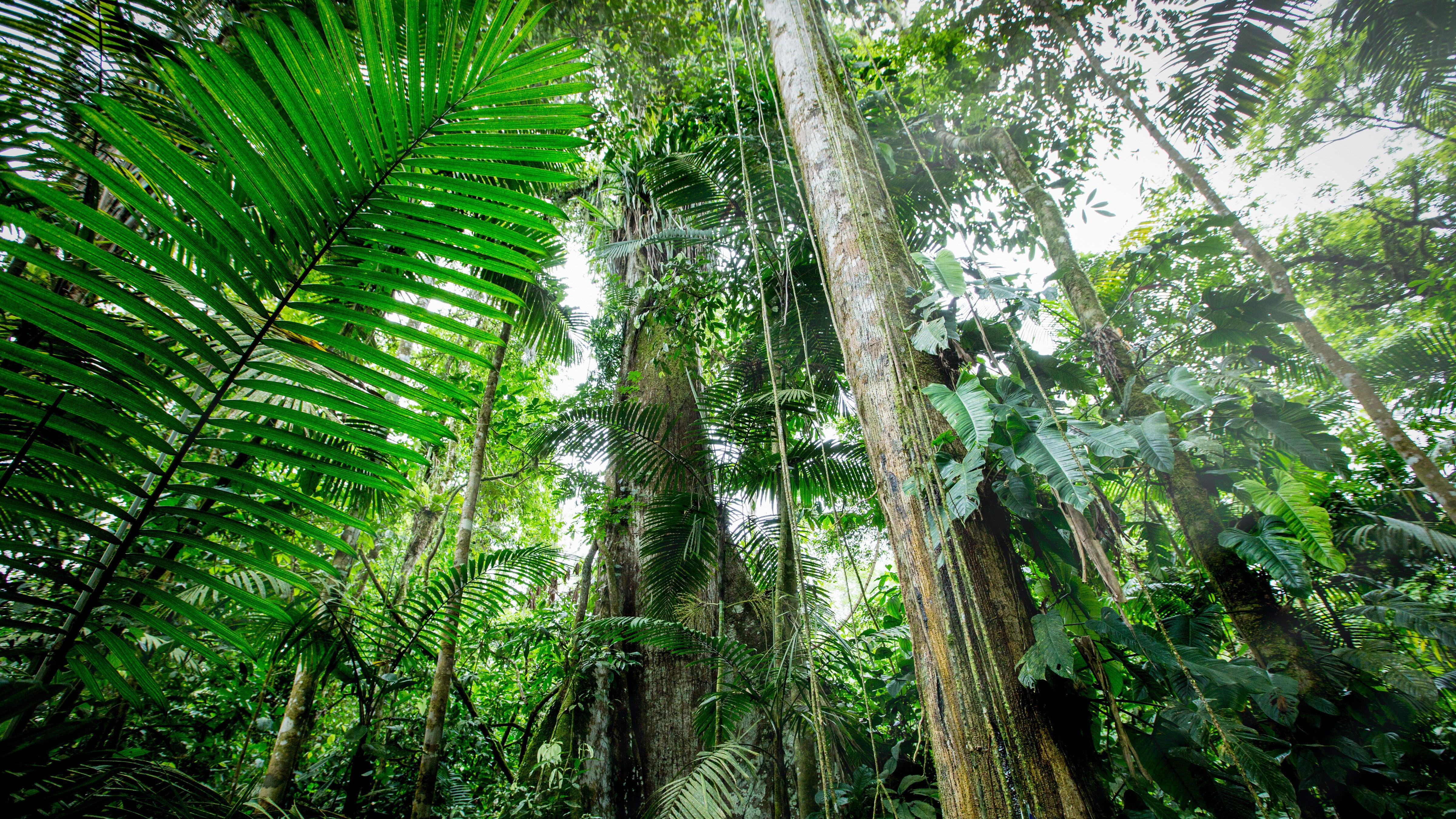 Tropical Forest Plants