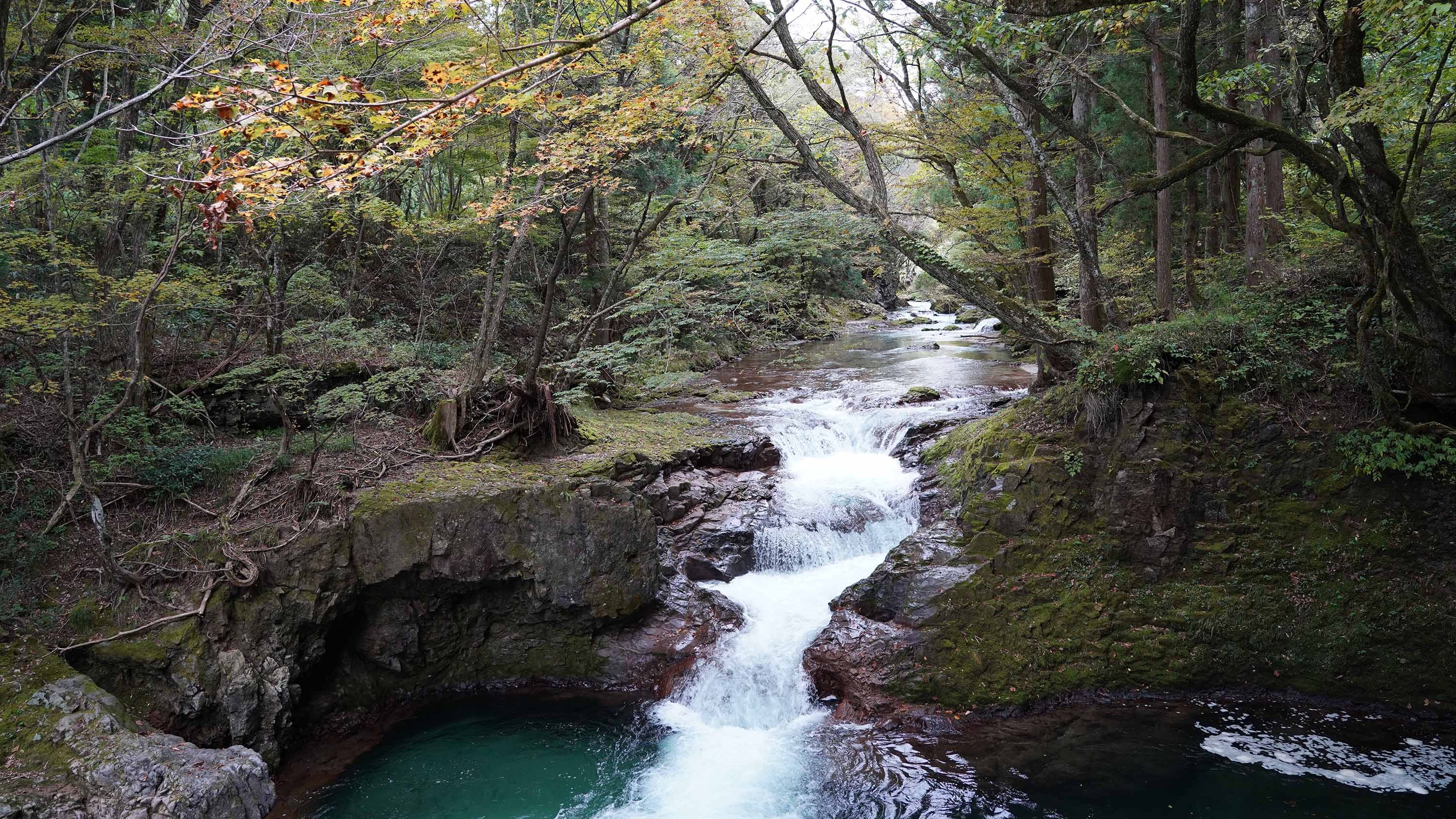 Japanese companies push for tougher nature rules, as government looks to UK BNG
