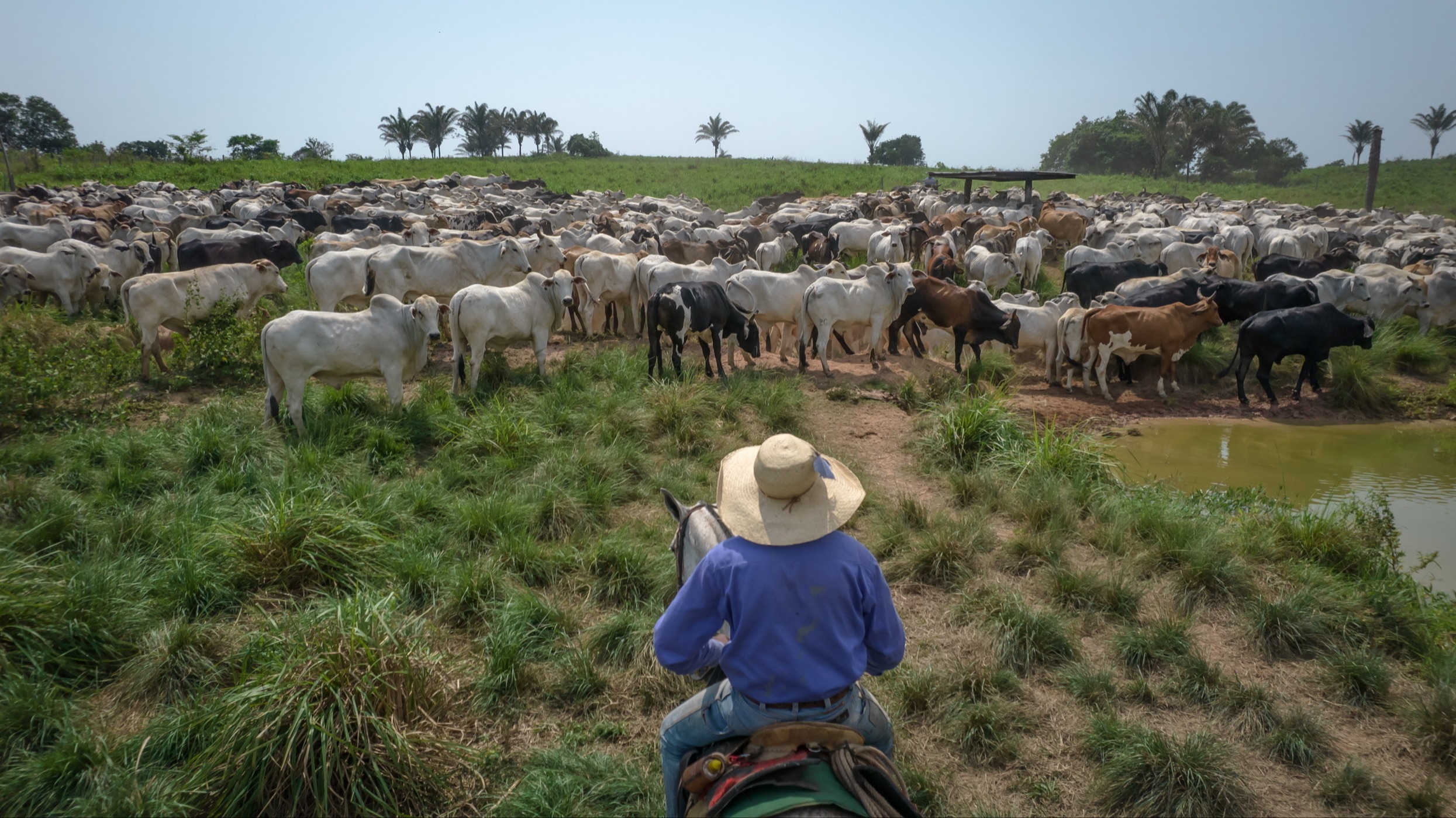 Editor’s note: all eyes on Brazil - Sustainable Views
