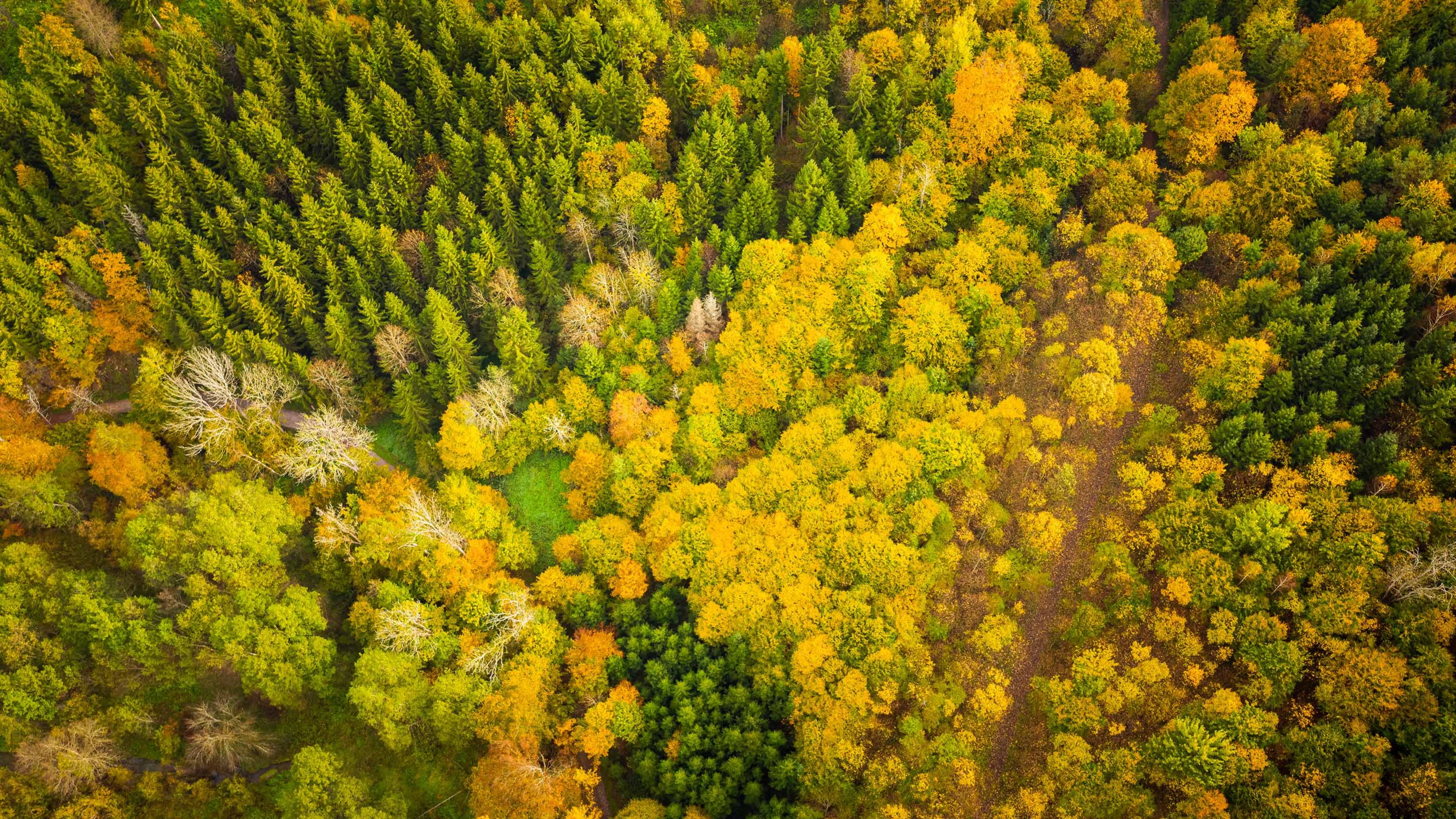 SBTi's new standard: a demand boost or a death knell for carbon markets?