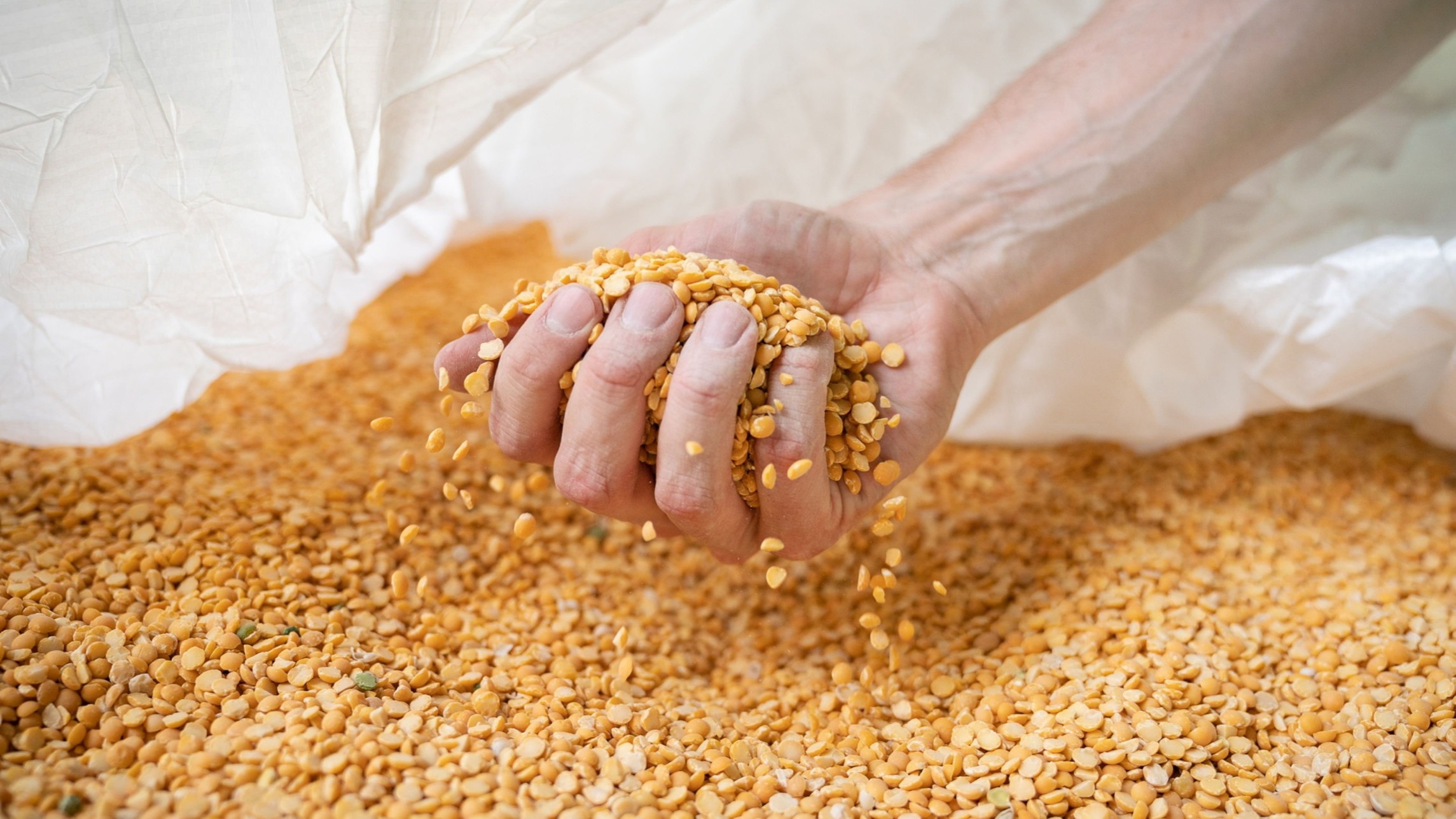 Economic case for plant-rich diets has ‘never been stronger’