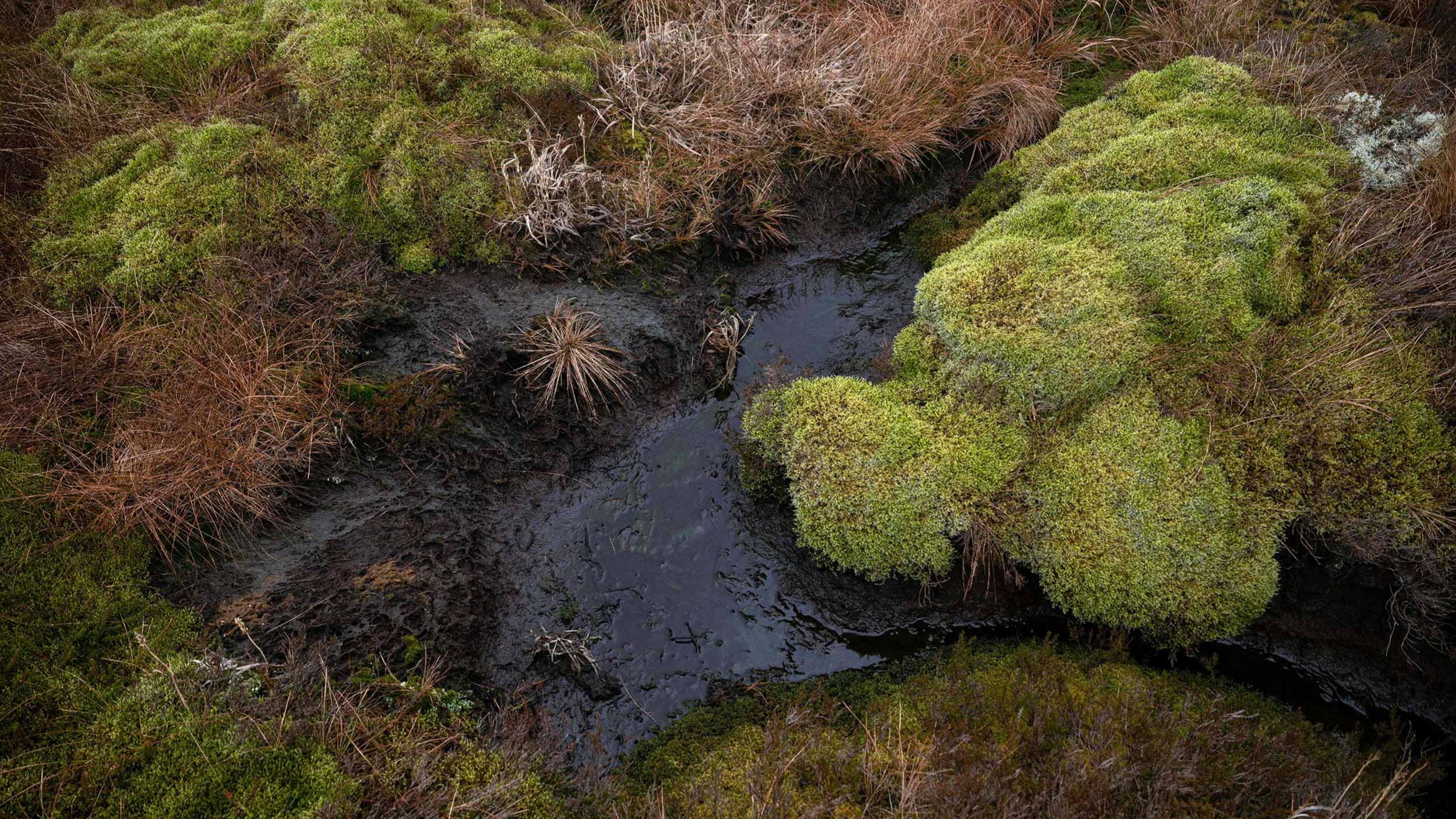 Nature-based carbon removal should be part of companies’ climate plans