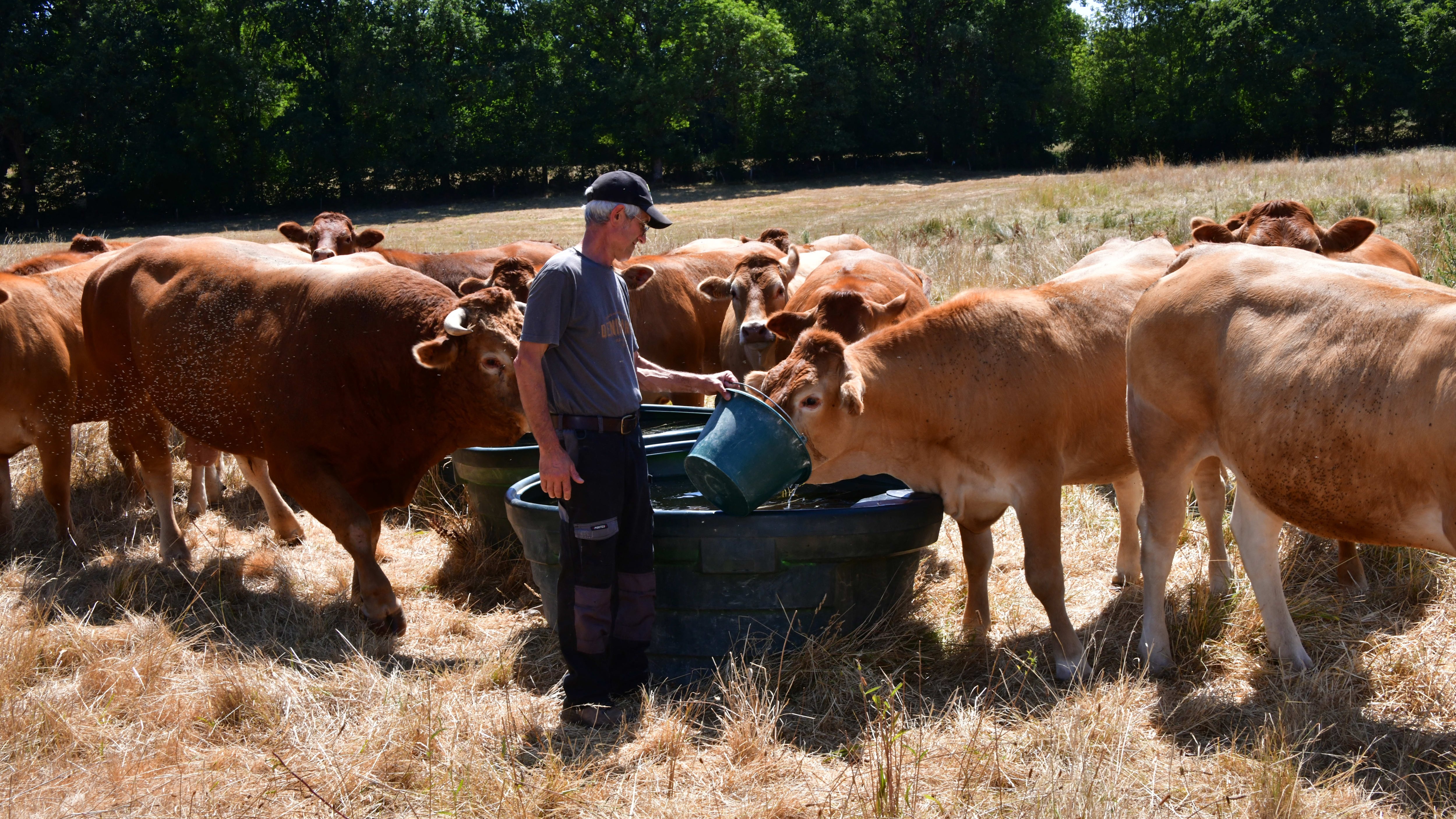 The livestock sector is under-reporting water risks