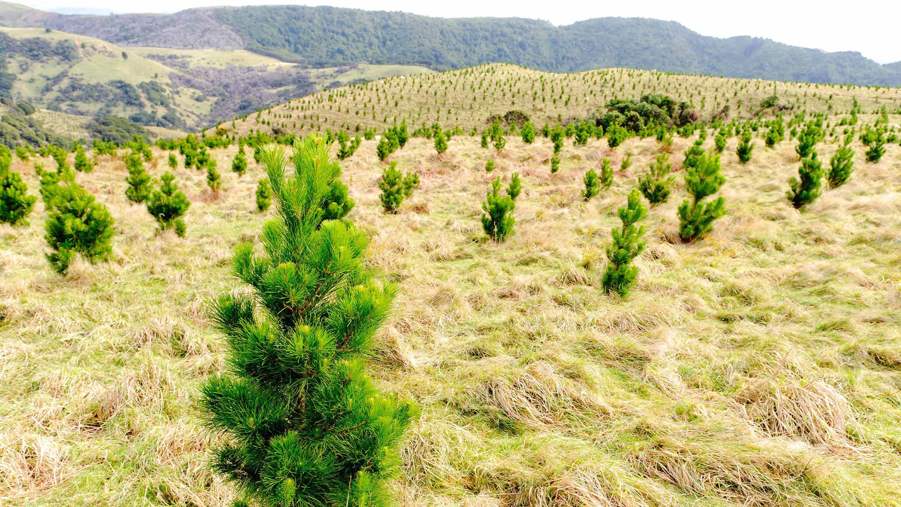 Landmark New Zealand case could shift government use of tree offsets globally