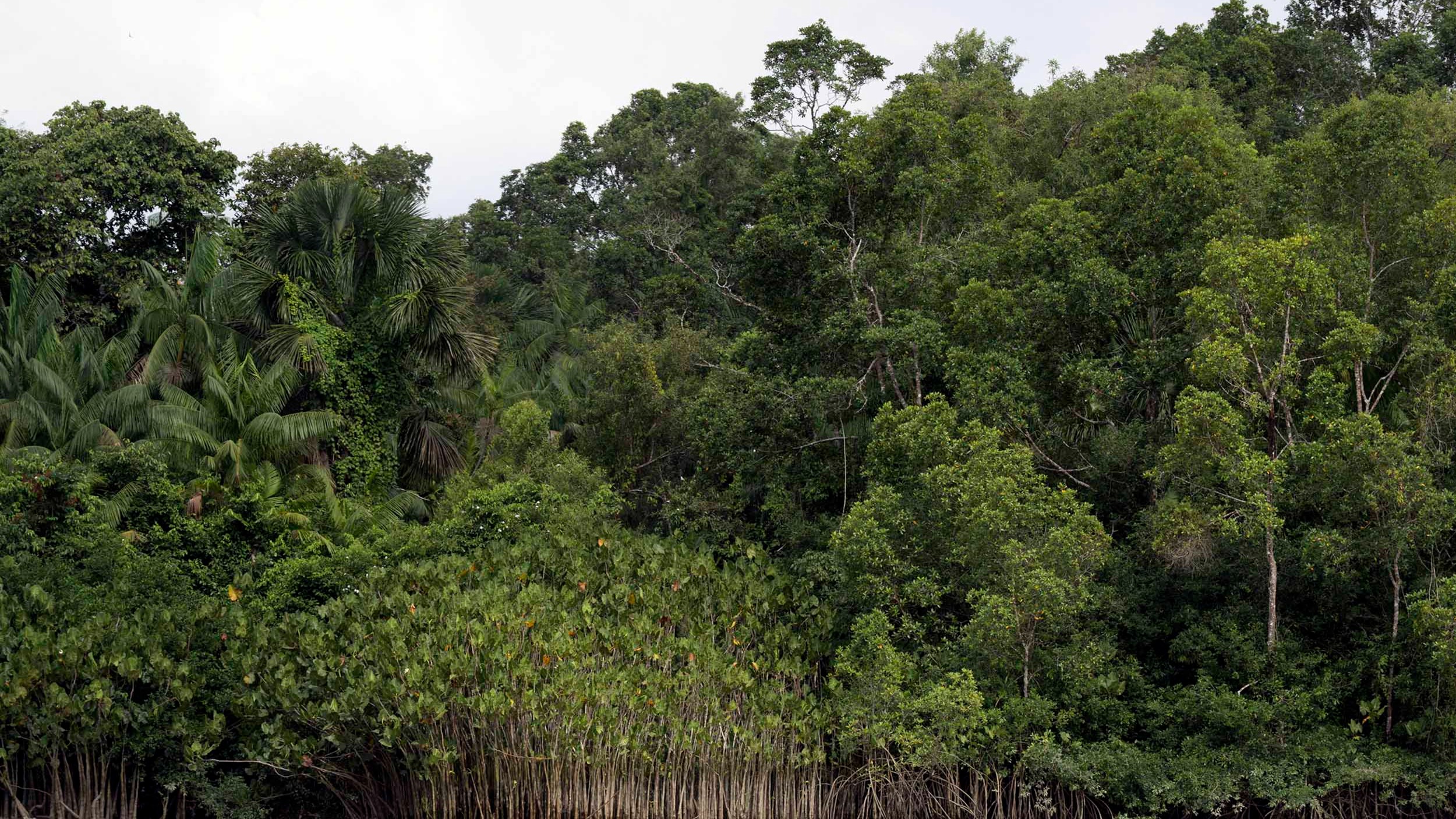 Why food companies need to act now to save the Amazon  