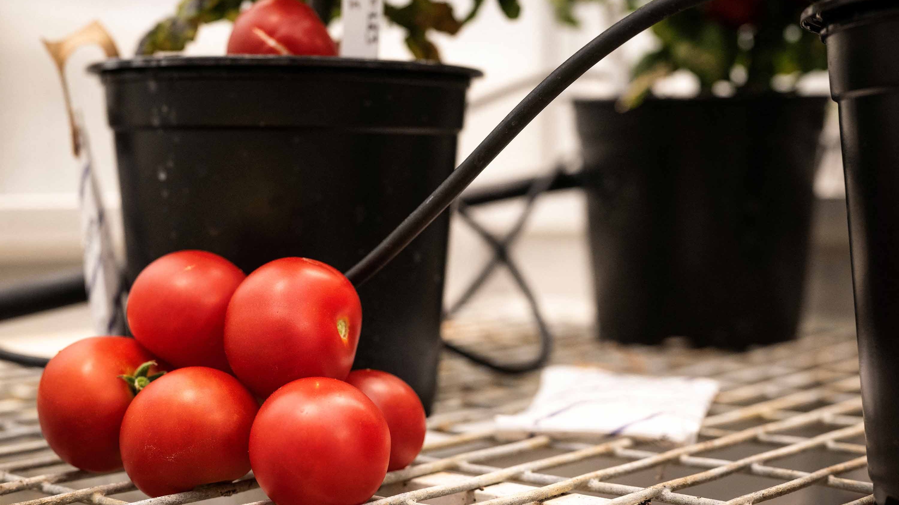 EU gene-editing rules hit stumbling block amid food security fears